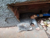 Maracaju: Bombeiros resgatam gatinho que ficou preso em relógio hidrômetro