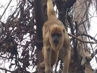 Visita inesperada: Macaco aparece em casa do Vida Nova 2 