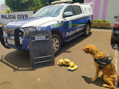 Maracaju: Batalhão do Choque com equipe do “Canil”, prende mulher que tinha droga presa ao corpo e mais seis pacotes de maconha em sua mochila