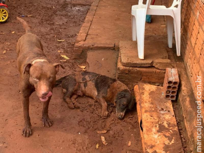 Polícia Militar Ambiental de Batayporã leva jovem de 19 anos à delegacia por omissão de cautela de dois cachorros em que um Pitbull matou seu outro cão