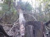 Polícia Militar Ambiental de Cassilândia autua infratora R$ 7 mil por exploração de madeira em área protegida de reserva legal da propriedade