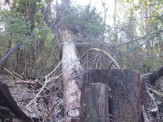Polícia Militar Ambiental de Cassilândia autua infratora R$ 7 mil por exploração de madeira em área protegida de reserva legal da propriedade Polícia Militar Ambiental de Cassilândia autua infratora R$ 7 mil por exploração de madeira em área protegida de reserva legal da propriedade