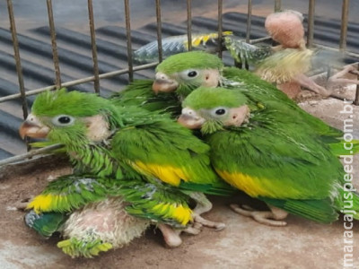 Polícia Militar Ambiental de Jardim apreende seis filhotes de periquitos