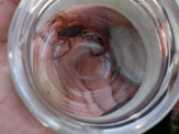 Maracaju: Bebê de apenas 8 meses de vida é picado por escorpião na Vila Adrien. Corpo de Bombeiros realizou socorro do bebê