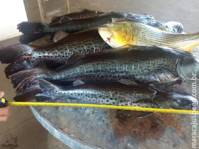 Polícia Militar Ambiental de Três Lagoas apreende 30 kg de pescado incluindo dourado que está com pesca proibida em rancho no rio Verde em Água Clara
