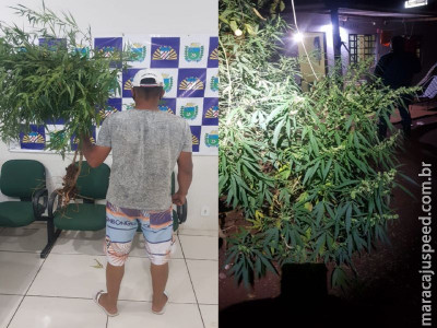 Maracaju: Polícia Militar prende homem por cultivar árvores (pés) de maconha na Vila Margarida e fecha “COOPERATIVA do cultivo”