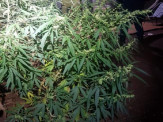 Maracaju: Polícia Militar prende homem por cultivar árvores (pés) de maconha na Vila Margarida e fecha “COOPERATIVA do cultivo” Maracaju: Polícia Militar prende homem por cultivar árvores (pés) de maconha na Vila Margarida e fecha “COOPERATIVA do cultivo”