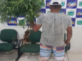 Maracaju: Polícia Militar prende homem por cultivar árvores (pés) de maconha na Vila Margarida e fecha “COOPERATIVA do cultivo”