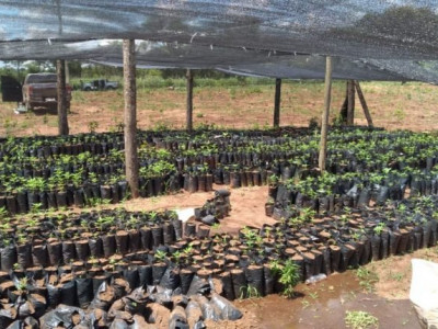 Operação na fronteira com MS encontra plantações de maconha com irrigação