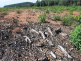 PMA de Costa Rica autua infrator em R$ 50 mil por realizar desmatamento legalizado, mas explorar a madeira em desacordo com a determinação da licença ambiental