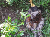PMA de Rio Negro captura jiboia de dois metros que comia galinhas há um mês em quintal de residência no centro da cidade e hoje teria comido um gato do comunicante