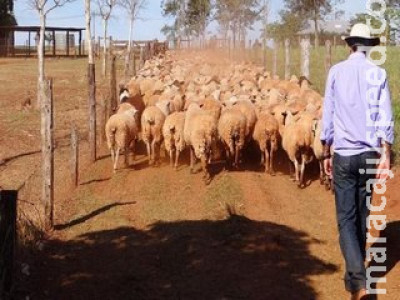 Preço do quilo vivo de ovinos em MS cresce mais de 18% em um ano