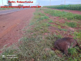 Maracaju: Bombeiros atendem ocorrência de capotamento na rodovia BR-267, após condutor atropelar animal silvestre