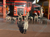 13º Subgrupamento de Bombeiros Militar Independente em Maracaju recebeu nesta segunda-feira (24), seis soldados recém formados do concurso do Corpo de Bombeiros realizado em 2018 13º Subgrupamento de Bombeiros Militar Independente em Maracaju recebeu nesta segunda-feira (24), seis soldados recém formados do concurso do Corpo de Bombeiros realizado em 2018