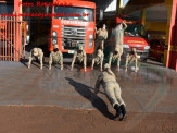 13º Subgrupamento de Bombeiros Militar Independente em Maracaju recebeu nesta segunda-feira (24), seis soldados recém formados do concurso do Corpo de Bombeiros realizado em 2018 13º Subgrupamento de Bombeiros Militar Independente em Maracaju recebeu nesta segunda-feira (24), seis soldados recém formados do concurso do Corpo de Bombeiros realizado em 2018