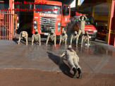 13º Subgrupamento de Bombeiros Militar Independente em Maracaju recebeu nesta segunda-feira (24), seis soldados recém formados do concurso do Corpo de Bombeiros realizado em 2018 13º Subgrupamento de Bombeiros Militar Independente em Maracaju recebeu nesta segunda-feira (24), seis soldados recém formados do concurso do Corpo de Bombeiros realizado em 2018