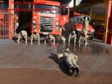 13º Subgrupamento de Bombeiros Militar Independente em Maracaju recebeu nesta segunda-feira (24), seis soldados recém formados do concurso do Corpo de Bombeiros realizado em 2018 13º Subgrupamento de Bombeiros Militar Independente em Maracaju recebeu nesta segunda-feira (24), seis soldados recém formados do concurso do Corpo de Bombeiros realizado em 2018