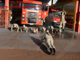 13º Subgrupamento de Bombeiros Militar Independente em Maracaju recebeu nesta segunda-feira (24), seis soldados recém formados do concurso do Corpo de Bombeiros realizado em 2018 13º Subgrupamento de Bombeiros Militar Independente em Maracaju recebeu nesta segunda-feira (24), seis soldados recém formados do concurso do Corpo de Bombeiros realizado em 2018