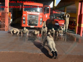 13º Subgrupamento de Bombeiros Militar Independente em Maracaju recebeu nesta segunda-feira (24), seis soldados recém formados do concurso do Corpo de Bombeiros realizado em 2018 13º Subgrupamento de Bombeiros Militar Independente em Maracaju recebeu nesta segunda-feira (24), seis soldados recém formados do concurso do Corpo de Bombeiros realizado em 2018