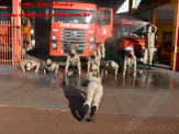 13º Subgrupamento de Bombeiros Militar Independente em Maracaju recebeu nesta segunda-feira (24), seis soldados recém formados do concurso do Corpo de Bombeiros realizado em 2018 13º Subgrupamento de Bombeiros Militar Independente em Maracaju recebeu nesta segunda-feira (24), seis soldados recém formados do concurso do Corpo de Bombeiros realizado em 2018
