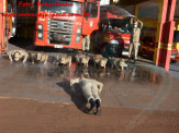 13º Subgrupamento de Bombeiros Militar Independente em Maracaju recebeu nesta segunda-feira (24), seis soldados recém formados do concurso do Corpo de Bombeiros realizado em 2018 13º Subgrupamento de Bombeiros Militar Independente em Maracaju recebeu nesta segunda-feira (24), seis soldados recém formados do concurso do Corpo de Bombeiros realizado em 2018