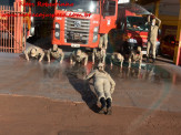 13º Subgrupamento de Bombeiros Militar Independente em Maracaju recebeu nesta segunda-feira (24), seis soldados recém formados do concurso do Corpo de Bombeiros realizado em 2018 13º Subgrupamento de Bombeiros Militar Independente em Maracaju recebeu nesta segunda-feira (24), seis soldados recém formados do concurso do Corpo de Bombeiros realizado em 2018