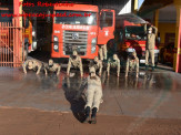 13º Subgrupamento de Bombeiros Militar Independente em Maracaju recebeu nesta segunda-feira (24), seis soldados recém formados do concurso do Corpo de Bombeiros realizado em 2018 13º Subgrupamento de Bombeiros Militar Independente em Maracaju recebeu nesta segunda-feira (24), seis soldados recém formados do concurso do Corpo de Bombeiros realizado em 2018