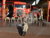 13º Subgrupamento de Bombeiros Militar Independente em Maracaju recebeu nesta segunda-feira (24), seis soldados recém formados do concurso do Corpo de Bombeiros realizado em 2018 13º Subgrupamento de Bombeiros Militar Independente em Maracaju recebeu nesta segunda-feira (24), seis soldados recém formados do concurso do Corpo de Bombeiros realizado em 2018