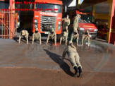 13º Subgrupamento de Bombeiros Militar Independente em Maracaju recebeu nesta segunda-feira (24), seis soldados recém formados do concurso do Corpo de Bombeiros realizado em 2018 13º Subgrupamento de Bombeiros Militar Independente em Maracaju recebeu nesta segunda-feira (24), seis soldados recém formados do concurso do Corpo de Bombeiros realizado em 2018