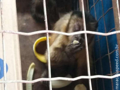 Com ferimento na pata, macaco-prego é resgatado por policiais ambientais 