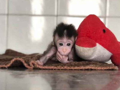 Após ser rejeitado por irmãos, macaco filhote passa os dias acompanhado de bichos de pelúcia