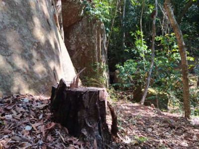 Paulista é multado por derrubada ilegal de árvores nativas em MS