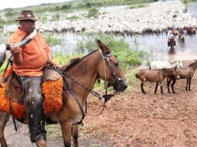 Apoio aéreo de fazendeiros garantem vacinação em massa no Pantanal Apoio aéreo de fazendeiros garantem vacinação em massa no Pantanal