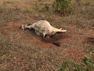 Fazendeiro deixa 70 cabeças de gado sem água e pastagem e é flagrado pela Polícia