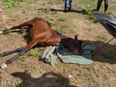 Homem é indiciado por maus-tratos e leva multa de R$ 1,5 mil ao deixar cavalo morrer