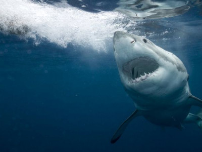 Como brasileiros comem tubarão sem saber e ameaçam preservação da espécie