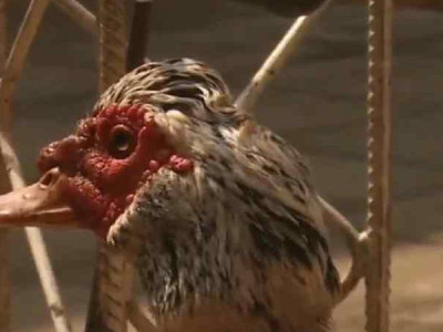 À espera do dono, pato resgatado segue ‘preso’ em delegacia do Paraguai À espera do dono, pato resgatado segue ‘preso’ em delegacia do Paraguai