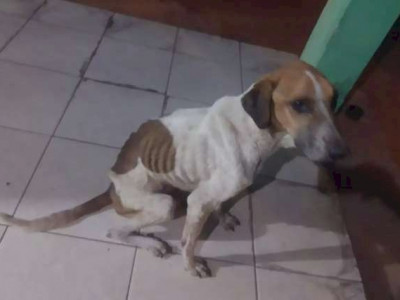 Cachorros são encontrados desnutridos e mulher é presa por maus-tratos Cachorros são encontrados desnutridos e mulher é presa por maus-tratos