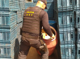 Caminhão com mais de 900 quilos de maconha foi apreendido pelo DOF durante a Operação Hórus Caminhão com mais de 900 quilos de maconha foi apreendido pelo DOF durante a Operação Hórus