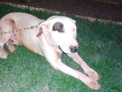 Depósito do tráfico vigiado por pitbull escondia 1.500 quilos de drogas 