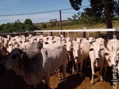 Pecuarista pede ajuda e oferece recompensa para localizar gado furtado em MS Pecuarista pede ajuda e oferece recompensa para localizar gado furtado em MS