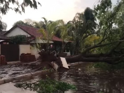 Temporal derruba árvores, rompe fios de energia e destelha casas em MS Temporal derruba árvores, rompe fios de energia e destelha casas em MS