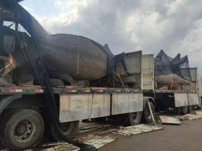 Tronco de árvore em carreta "escondia" cocaína avaliada em R$ 28 milhões Tronco de árvore em carreta "escondia" cocaína avaliada em R$ 28 milhões