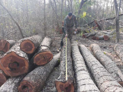 Assentado é multado em R$ 16 mil por exploração ilegal de madeira