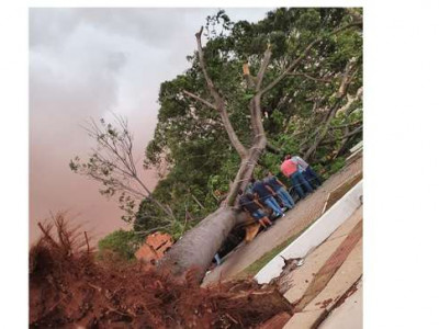 Temporal derrubou 154 árvores e deixou três pessoas feridas em Campo Grande