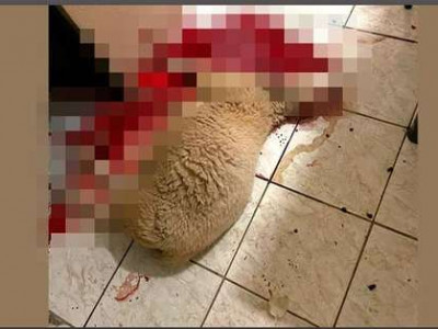 Turistas assassinam ovelha de estimação em pesqueiro do Rio Miranda Turistas assassinam ovelha de estimação em pesqueiro do Rio Miranda