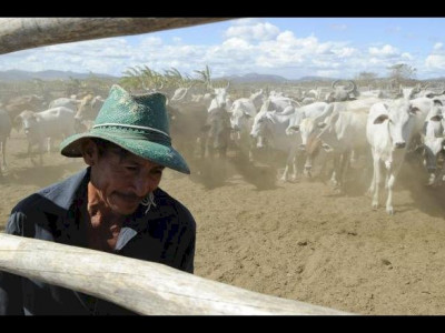 Brasil inicia 2ª etapa da campanha de vacinação contra febre aftosa Brasil inicia 2ª etapa da campanha de vacinação contra febre aftosa