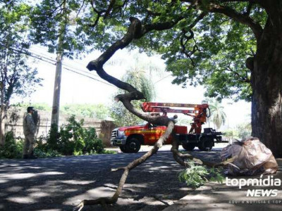 Caminhão derruba galho de figueira e interdita rua na Vila Glória Caminhão derruba galho de figueira e interdita rua na Vila Glória