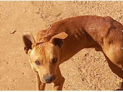 Homem mata outro esfaqueado ao descobrir que cachorro doado era maltratado Homem mata outro esfaqueado ao descobrir que cachorro doado era maltratado
