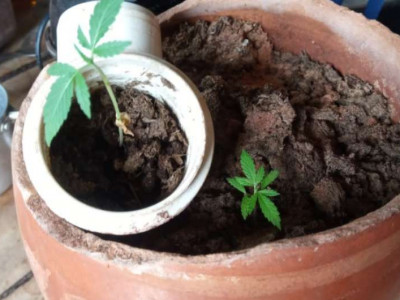 Homem que cultivava maconha em casa é preso com bicicleta furtada  Homem que cultivava maconha em casa é preso com bicicleta furtada